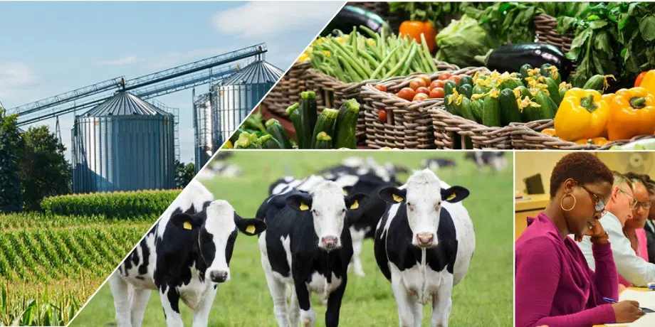 Diploma in Agribusiness