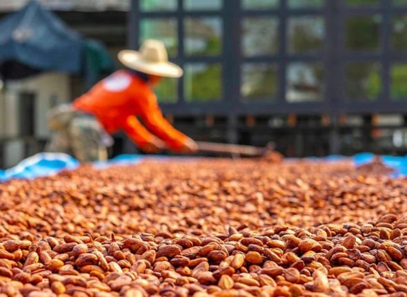 Cash-Crops-Production-Cocoa