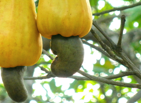 Cashew_Production