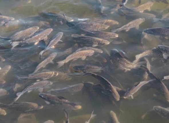 Fish-Farming
