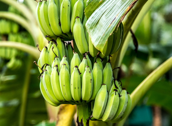 Plantain_Production