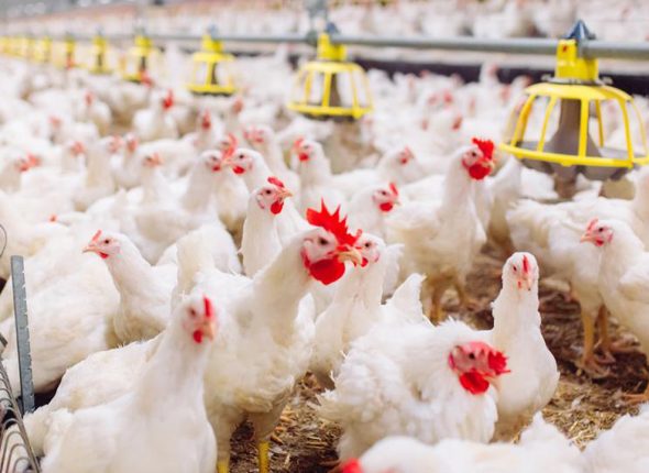Poultry-Farming