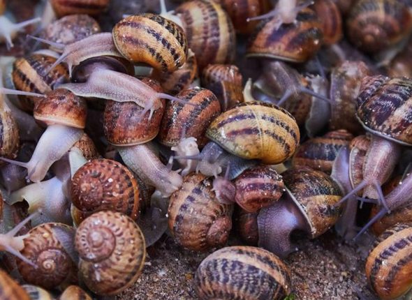 Snail-Farming